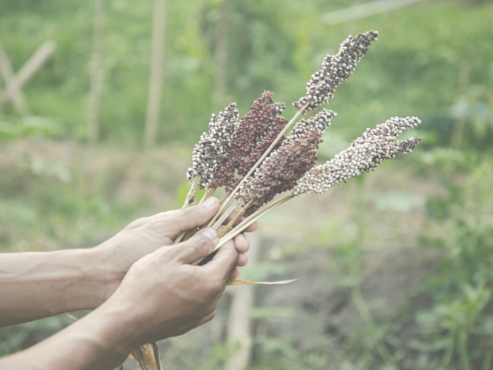 A hand holding stalks of sorghum harvested from the garden.
