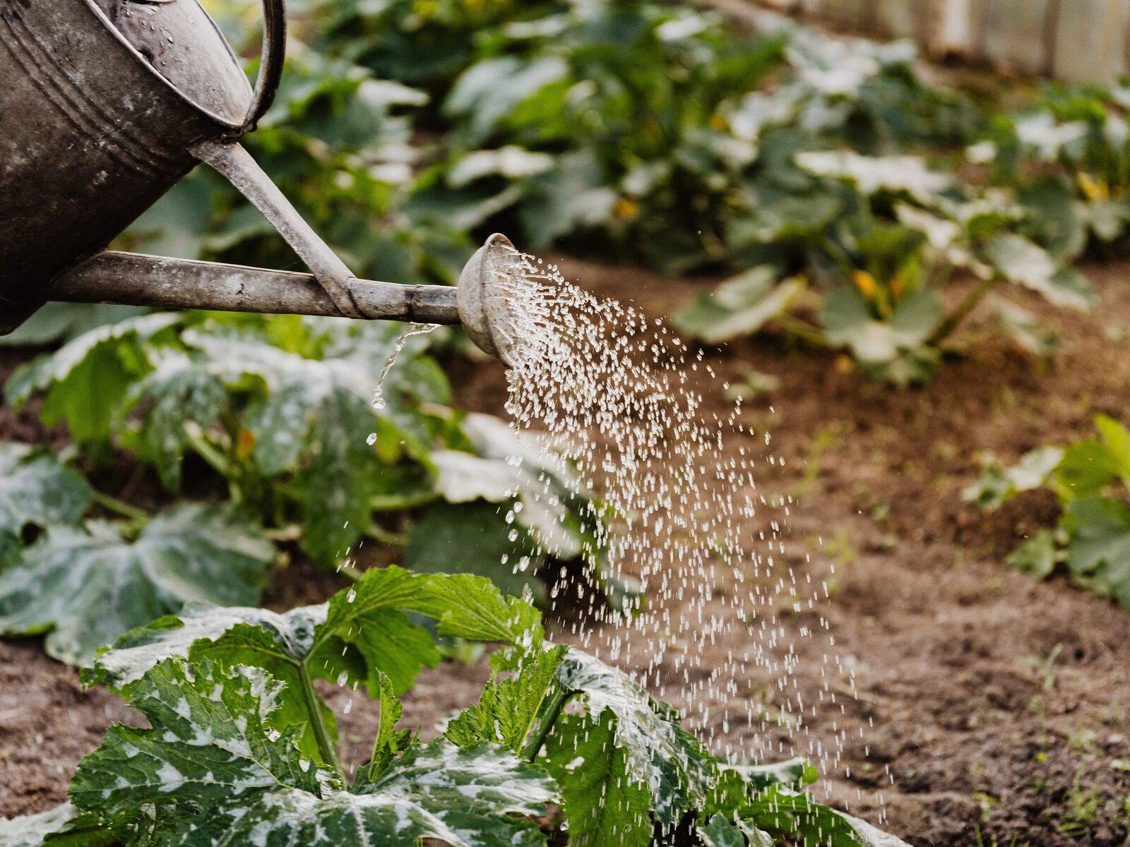 Water falling from a watering can onto rows of young vegetables.